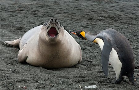 pinnipedia - King penguin with Elephant Seal weaner, Macquarie Island, Southern Ocean Photographie de stock - Premium Libres de Droits, Code: 649-09004551