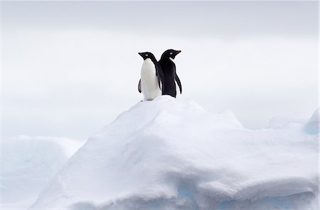 simsearch:693-03301867,k - Adelie Penguins back to back on ice floe in the southern ocean, 180 miles north of East Antarctica, Antarctica Stock Photo - Premium Royalty-Free, Code: 649-09004560