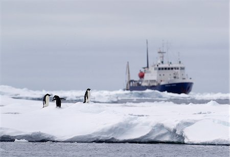 simsearch:693-03301867,k - Adelie Penguins on ice floe, ship in distance in the southern ocean, 180 miles north of East Antarctica, Antarctica Stock Photo - Premium Royalty-Free, Code: 649-09004562