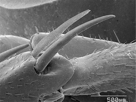 scanning electron micrograph - Magnified view of cockroach leg spurs Stock Photo - Premium Royalty-Free, Code: 649-09003652