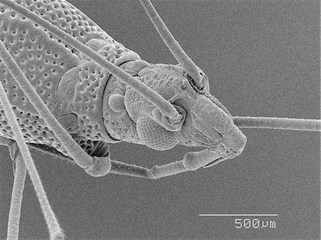 scanning electron micrograph - Magnified view of head of bug Stock Photo - Premium Royalty-Free, Code: 649-09003665