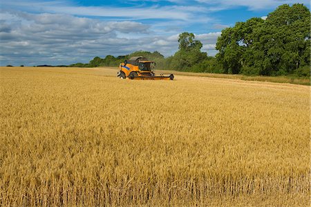 simsearch:649-06401239,k - Combine harvester in field, harvesting wheat Stock Photo - Premium Royalty-Free, Code: 649-09025368