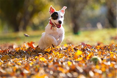 fun happy dog - Jack russell chasing tennis ball Photographie de stock - Premium Libres de Droits, Code: 649-09025898