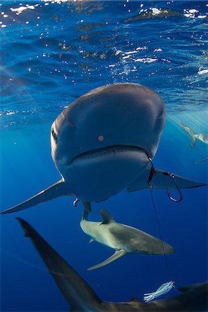 sea habitat - Underwater view of sharks, Revillagigedo, Tamaulipas, Mexico, North America Stock Photo - Premium Royalty-Free, Code: 649-09078561