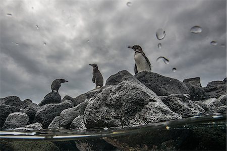 sea habitat - Galapagos Penguins resting on rocks, Seymour, Galapagos, Ecuador Stock Photo - Premium Royalty-Free, Code: 649-09111357