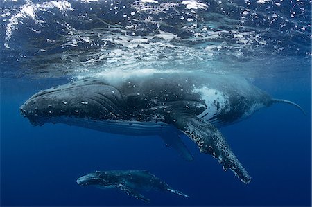 Humpback whale (Megaptera novaeangliae) and calf in the waters of Tonga Stock Photo - Premium Royalty-Free, Code: 649-09123556