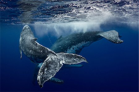 Humpback whale (Megaptera novaeangliae) and calf in the waters of Tonga Stock Photo - Premium Royalty-Free, Code: 649-09123557