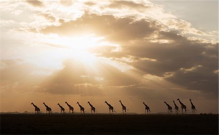 Giraffes at sunset in Amboseli National Park, Amboseli, Rift Valley, Kenya Photographie de stock - Premium Libres de Droits, Code: 649-09123940