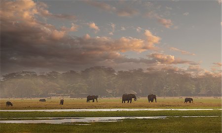 Herd of elephants in Amboseli National Park, Amboseli, Rift Valley, Kenya Photographie de stock - Premium Libres de Droits, Code: 649-09123943