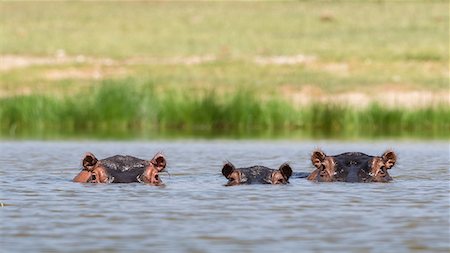 swimming (animals) - Hippopotamuses (Hippopotamus amphibius), Lake Jipe, Tsavo, Coast, Kenya Stock Photo - Premium Royalty-Free, Code: 649-09156254