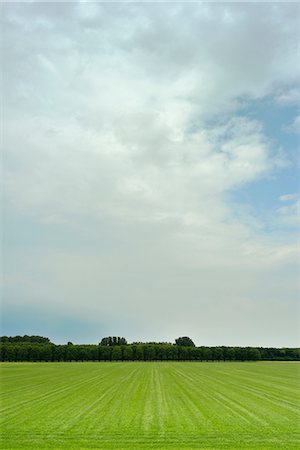flevoland - Grass field in spring, Zeewolde, Flevoland, Netherlands Stock Photo - Premium Royalty-Free, Code: 649-09159468