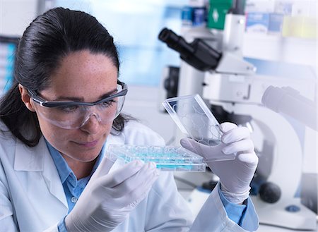 simsearch:649-07279799,k - Scientist examining samples in multi well plate containing blood ready for automated testing Stock Photo - Premium Royalty-Free, Code: 649-09166681