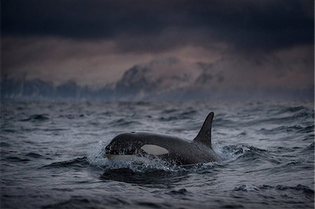 Killer whale (Orcinus orca), hunting for food, Andenes, Nordland, Norway Photographie de stock - Premium Libres de Droits, Code: 649-09166980