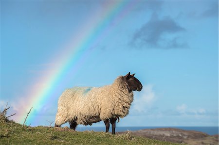 rainbow - Sheep standing on hillside, rainbow in background, Dingle, Kerry, Ireland Foto de stock - Sin royalties Premium, Código: 649-09167056