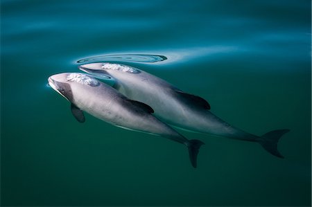 simsearch:6119-07451337,k - Two hector's dolphins (Cephalorhynchus hectori), breaking surface of water, Kaikoura, Gisborne, New Zealand Foto de stock - Sin royalties Premium, Código: 649-09167097