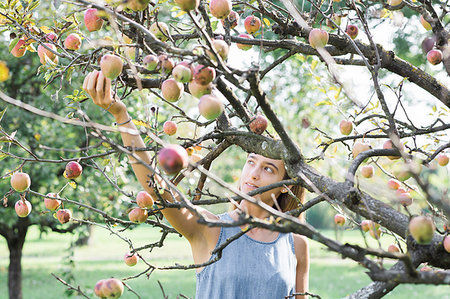 simsearch:649-07238535,k - Woman picking apples from tree Stock Photo - Premium Royalty-Free, Code: 649-09195938