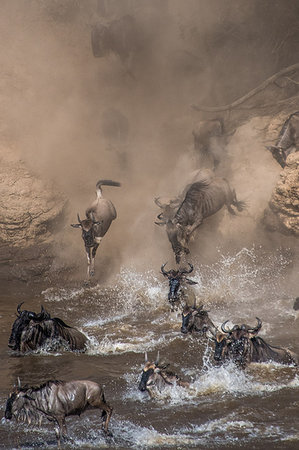 simsearch:841-03673537,k - Wildebeest on yearly migration launching across Mara River, Southern Kenya Photographie de stock - Premium Libres de Droits, Code: 649-09196374
