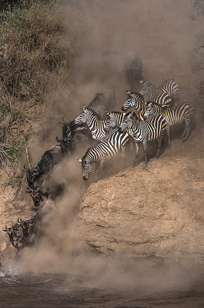 Wildebeest and zebra on yearly migration launching across Mara River, Southern Kenya Stock Photo - Premium Royalty-Free, Code: 649-09196375