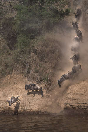 simsearch:841-03673537,k - Wildebeest on yearly migration launching across Mara River, Southern Kenya Photographie de stock - Premium Libres de Droits, Code: 649-09196376