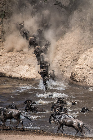 simsearch:841-03673537,k - Wildebeest on yearly migration launching across Mara River, Southern Kenya Photographie de stock - Premium Libres de Droits, Code: 649-09196372