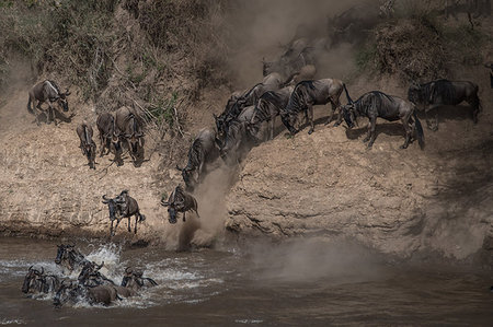 simsearch:841-03673537,k - Wildebeest on yearly migration launching across Mara River, Southern Kenya Photographie de stock - Premium Libres de Droits, Code: 649-09196373