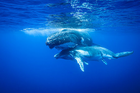 Humpback whales swimming underwater Stock Photo - Premium Royalty-Free, Code: 649-09206531