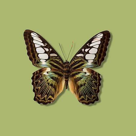 simsearch:400-07899875,k - Close up of taxidermied butterfly Stock Photo - Premium Royalty-Free, Code: 649-09206689