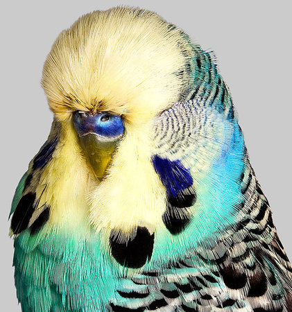 simsearch:614-05955439,k - Budgerigar with yellow and blue feathers Stock Photo - Premium Royalty-Free, Code: 649-09206833
