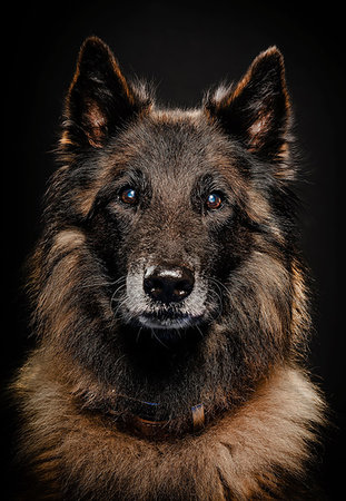 simsearch:600-03179193,k - Studio portrait of alsatian dog Stock Photo - Premium Royalty-Free, Code: 649-09207075