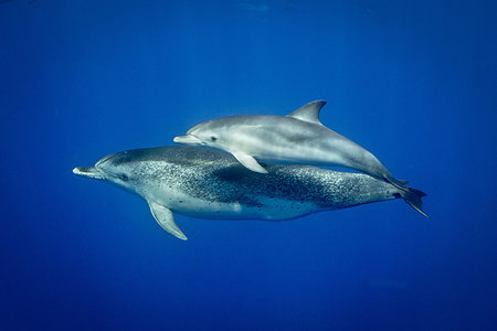 simsearch:6119-07451337,k - Atlantic spotted dolphins, Pico, Azores Islands, Portugal Foto de stock - Sin royalties Premium, Código: 649-09208664