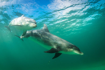 simsearch:6119-07451337,k - Bottlenose dolphins, Inisheer, Aran Islands, Ireland Foto de stock - Sin royalties Premium, Código: 649-09208665