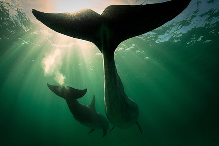 simsearch:6119-07451337,k - Bottlenose dolphins, Inisheer, Aran Islands, Ireland Foto de stock - Sin royalties Premium, Código: 649-09208666
