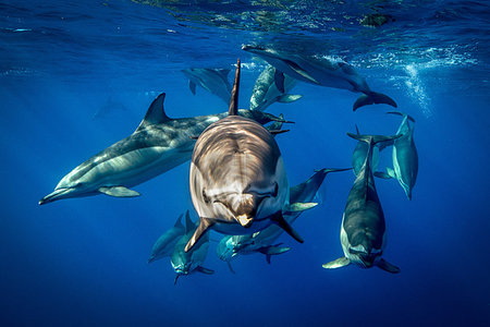 simsearch:6119-07451337,k - Common dolphins, Pico, Portugal Foto de stock - Sin royalties Premium, Código: 649-09208675
