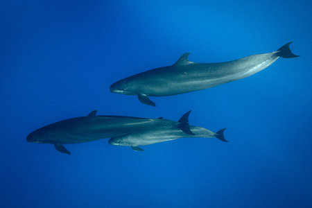 simsearch:6119-07451337,k - Pilot whales, Pico, Portugal Foto de stock - Sin royalties Premium, Código: 649-09208677