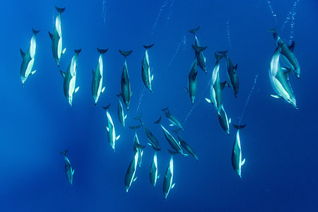 simsearch:6119-07451337,k - Common dolphins, Pico, Azores Islands, Portugal Foto de stock - Sin royalties Premium, Código: 649-09208671