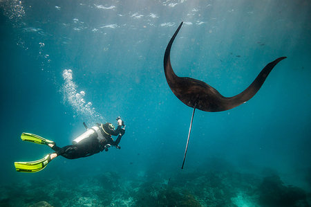 Scuba diver photographing a swimming Manta Ray (Manta Alfredi), Raja Ampat, West Papua, Indonesia Stock Photo - Premium Royalty-Free, Code: 649-09208961