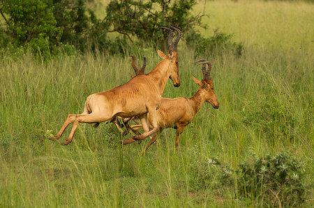 running away scared - Jackson's Hartebees (Alcelaphus buselaphus), Antelope, Murchison Falls National Park, Uganda Stock Photo - Premium Royalty-Free, Code: 649-09213212