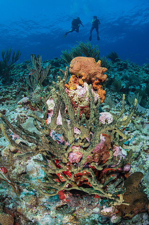 simsearch:649-08117852,k - Divers exploring reef life, Alacranes, Campeche, Mexico Foto de stock - Sin royalties Premium, Código: 649-09230335