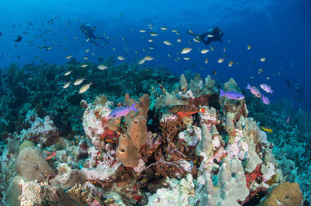simsearch:649-08117852,k - Divers exploring reef life, Alacranes, Campeche, Mexico Foto de stock - Sin royalties Premium, Código: 649-09230336