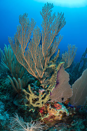 simsearch:649-08117852,k - Reef life, Alacranes, Campeche, Mexico Foto de stock - Sin royalties Premium, Código: 649-09230337