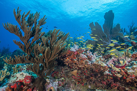 simsearch:649-08117852,k - Reef life, Alacranes, Campeche, Mexico Foto de stock - Sin royalties Premium, Código: 649-09230333