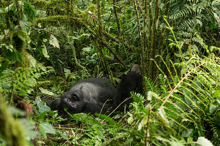 Mountain gorilla (gorilla beringei beringei) lying on it's back amongst undergrowth, portrait, Bwindi Impenetrable Forest, Uganda Stock Photo - Premium Royalty-Free, Code: 649-09250342