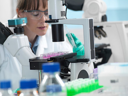 simsearch:649-07585094,k - Cell Research, scientist looking at cell samples under inverted microscope in laboratory Stock Photo - Premium Royalty-Free, Code: 649-09251906