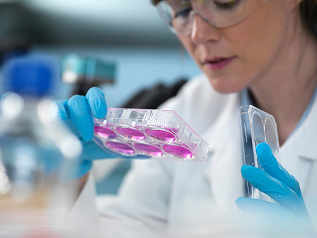 simsearch:649-08085222,k - Cell Research, scientist looking at multi-well plate cell growth  in laboratory Stock Photo - Premium Royalty-Free, Code: 649-09251908