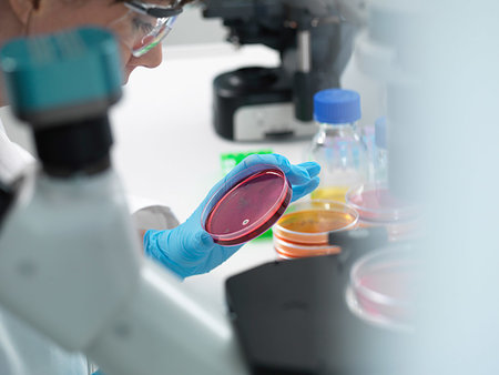 simsearch:649-07585094,k - Female scientist examining cultures growing in petri dishes using inverted microscope in laboratory Stock Photo - Premium Royalty-Free, Code: 649-09251914