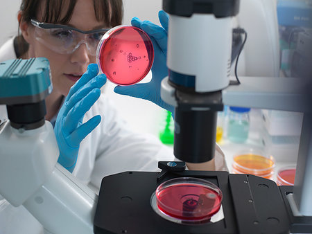 simsearch:649-07585094,k - Female scientist examining cultures growing in petri dishes using inverted microscope in laboratory Stock Photo - Premium Royalty-Free, Code: 649-09251916