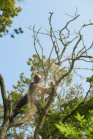 simsearch:649-06622380,k - Male tree surgeon in tree top sawing tree branch using chainsaw, low angle view Foto de stock - Sin royalties Premium, Código: 649-09268625