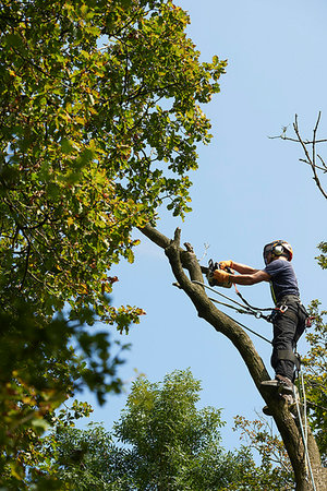 simsearch:649-06622380,k - Male tree surgeon in tree top sawing tree branch using chainsaw, low angle view Foto de stock - Sin royalties Premium, Código: 649-09268626