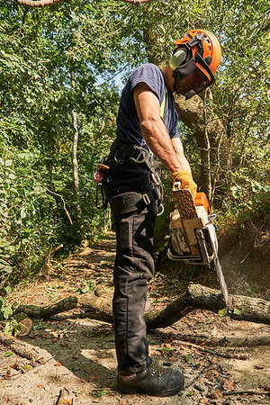 simsearch:649-06622380,k - Male tree surgeon on woodland path sawing tree branch using chainsaw, low angle view Foto de stock - Sin royalties Premium, Código: 649-09268627