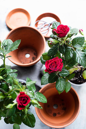 Still life of rose plants and terracotta flower pots, overhead view Stock Photo - Premium Royalty-Free, Code: 649-09268623